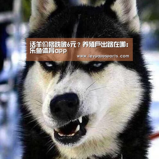 活羊价格跌破6元?养殖户出路在哪:乐鱼体育app(图1) 乐鱼体育app